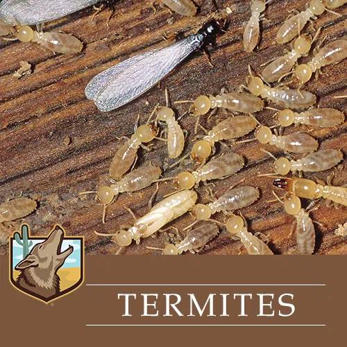 TERMITES